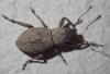 Naupactus cervinus